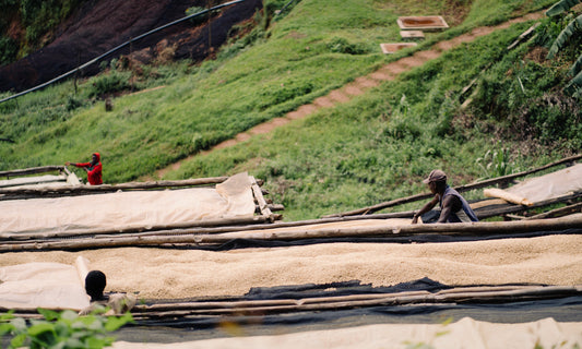 Long Miles Coffee Project, Ninga 1 - Burundi