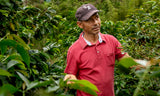 César Llantén Pink Bourbon - Colombia