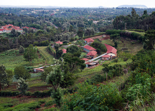 Nyeri Hill Peaberry – Kenya