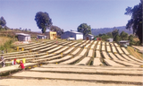 Yabitu Koba - Ethiopia